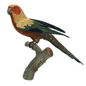 Cuban Parakeet